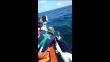 Pescadores peruanos liberan a una orca bebé