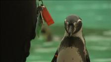 La jirafa Ellish, el animal más grande del Zoo de Londres