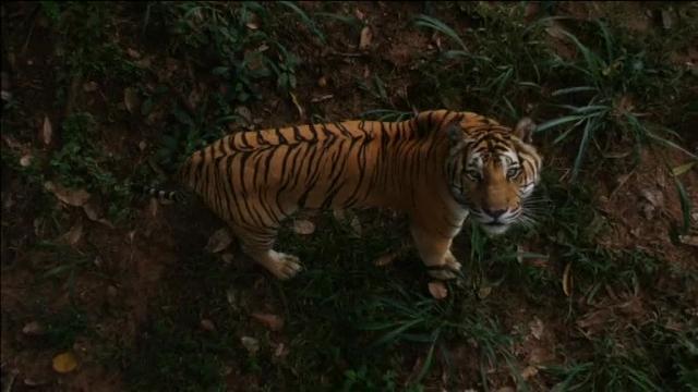 &quot;The Lion&#039;s Share&quot;: Nueva iniciativa para proteger la vida salvaje