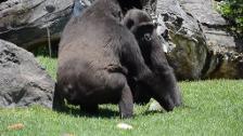 Helados y fruta congelada para los animales del zoo de Valencia