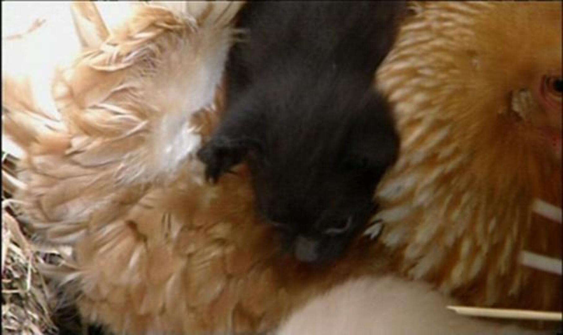 Una gallina adopta a dos gatitos