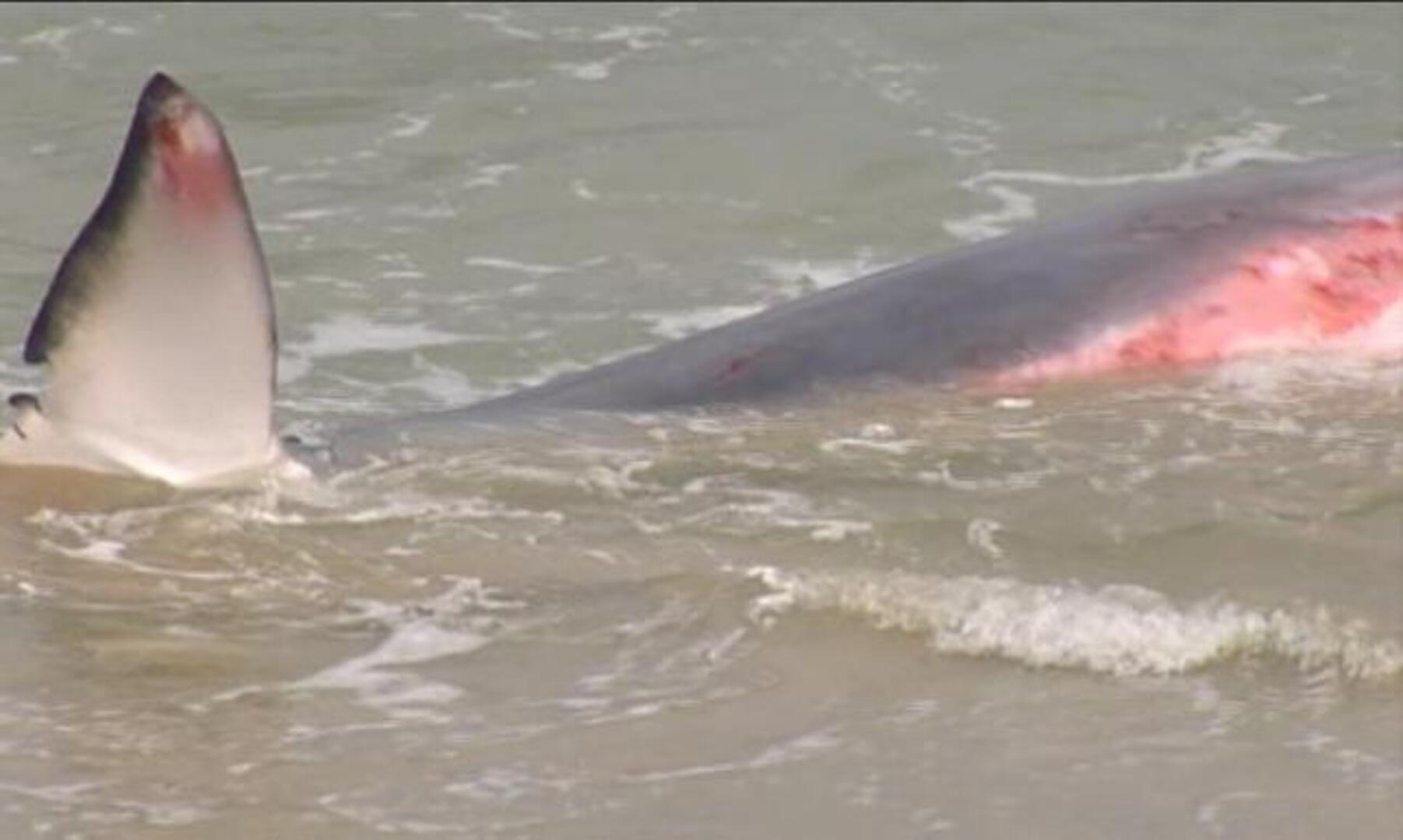 Consiguen devolver al mar a una ballena varada en la costa de Lugo