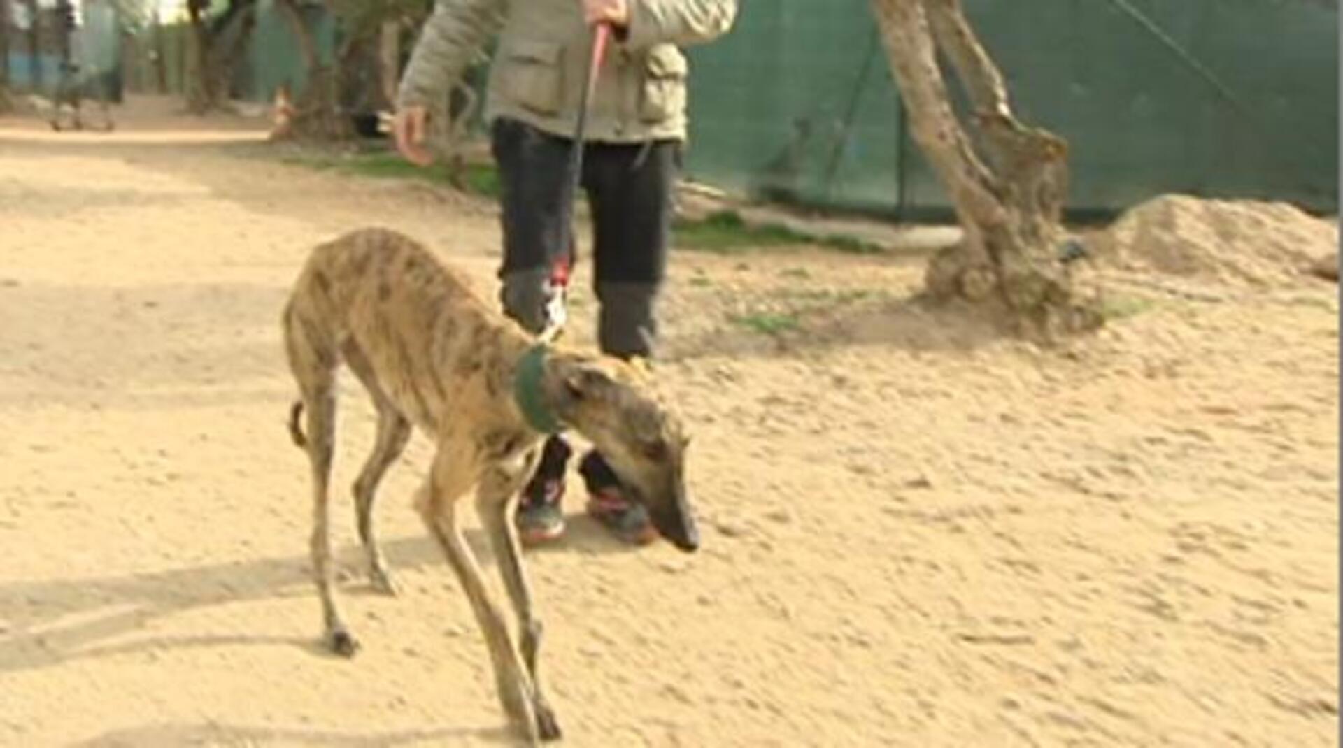 Galgui había ido abandonado y ahora protagoniza sus propios cuentos infantiles
