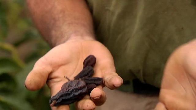 La sequía está provocando grandes cambios en las cosechas