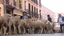 Las ovejas invaden Madrid