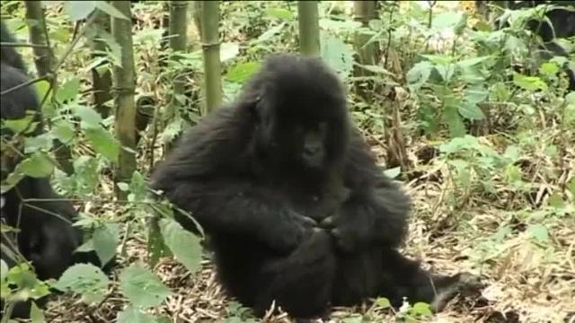 La población de gorilas de montaña en peligro de extinción  se recupera
