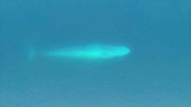 Vídeo: Las antiguas ballenas nunca usaron su dentadura como si fuera un tamiz y antes eran más pequeñas