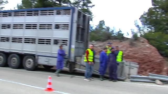 Un camión cargado de cerdos vuelca en la CV-35