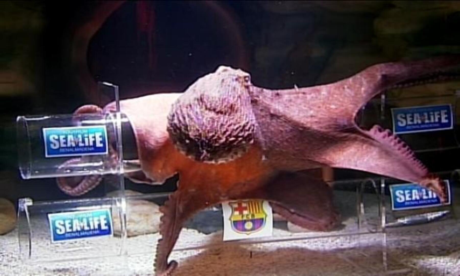 El pulpo «Iker» vaticina una victoria del Real Madrid en la final