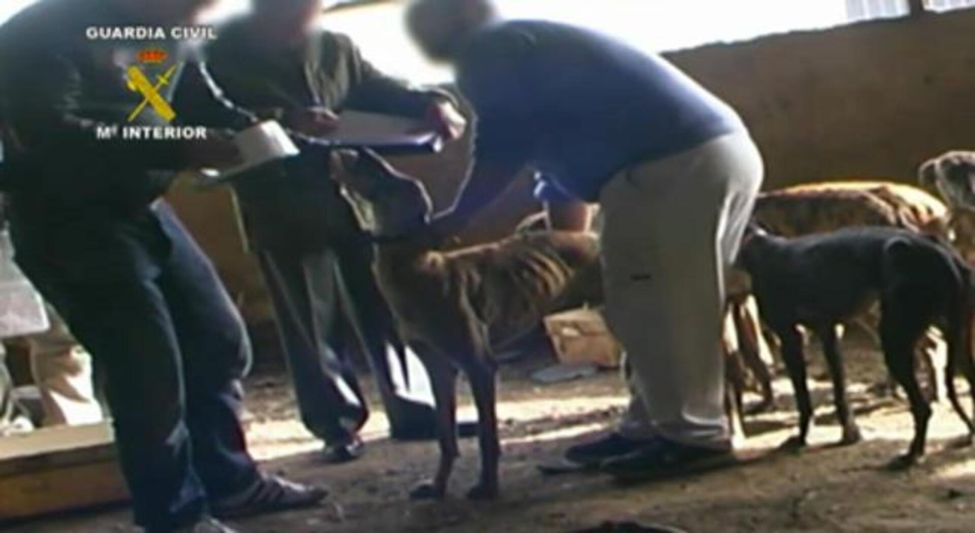 «Chapapote», el perro robado que puso en jaque al Campeonato de España de Galgos