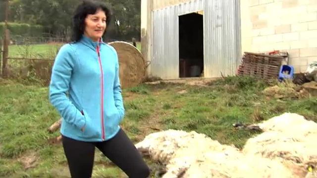 Más de 20 ovejas mueren sepultadas en la nieve por el ataque de perros domésticos