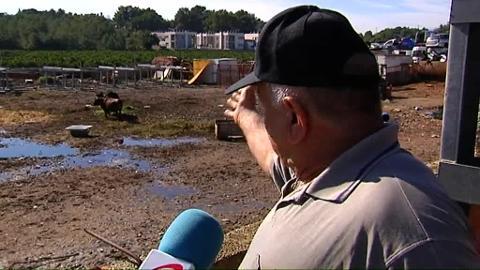 Imagen del animal en las instalaciones del desguace