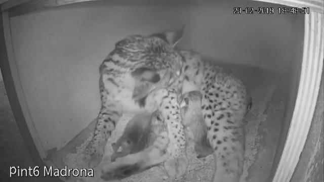 Nacen en España los tres primeros linces ibéricos del año