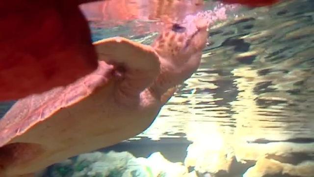 Rescatada una tortuga boba con anzuelos en la boca