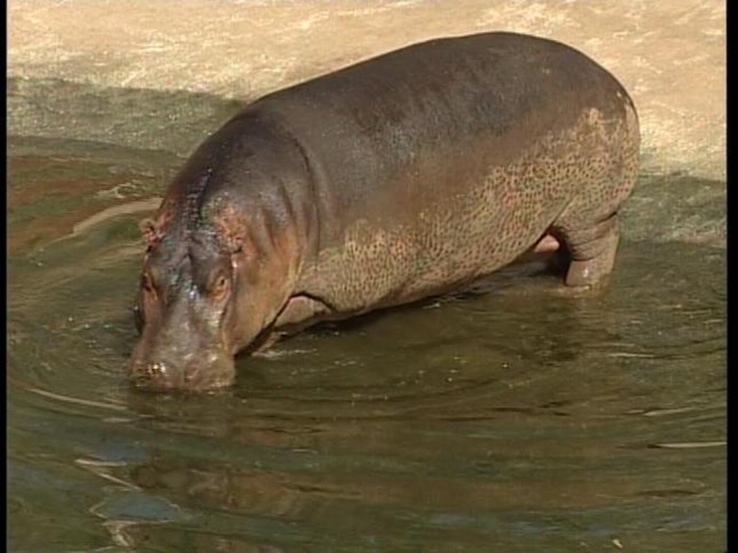 «Tini», un bebé de 25 kilos