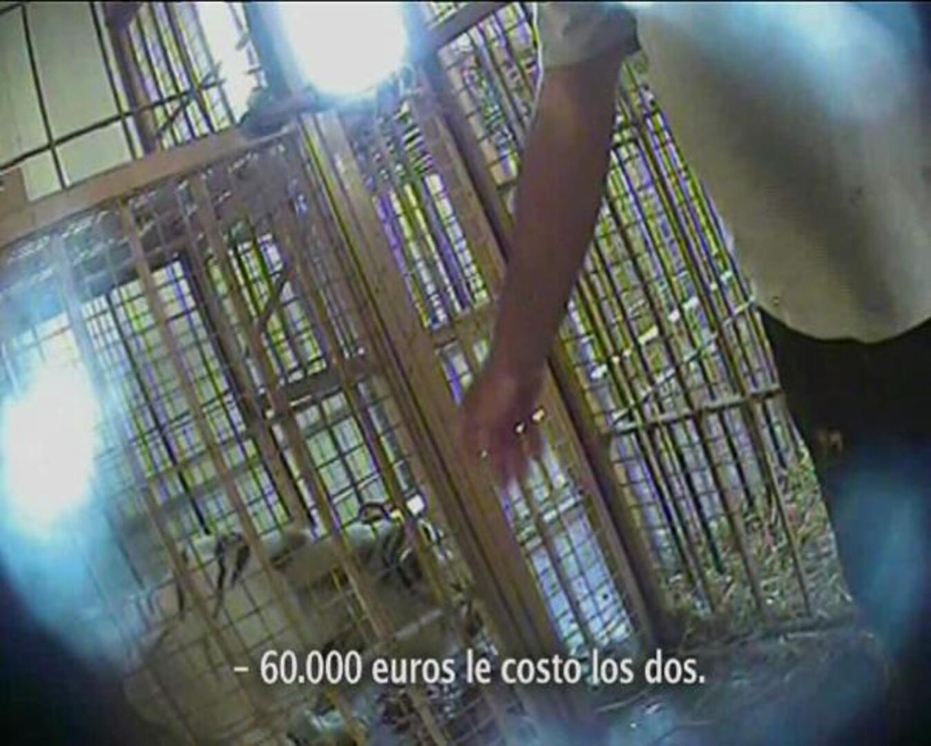 Igualdad Animal denuncia a ocho zoológicos españoles por maltrato