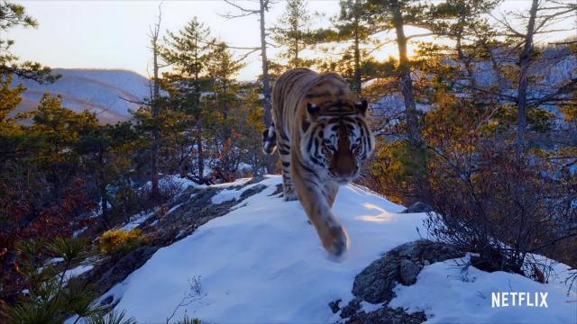 Penélope Cruz pondrá voz al documental &#039;Nuestro Planeta&#039;