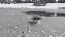 Aparatoso rescate de un perro atrapado en medio de un lago helado en Colorado