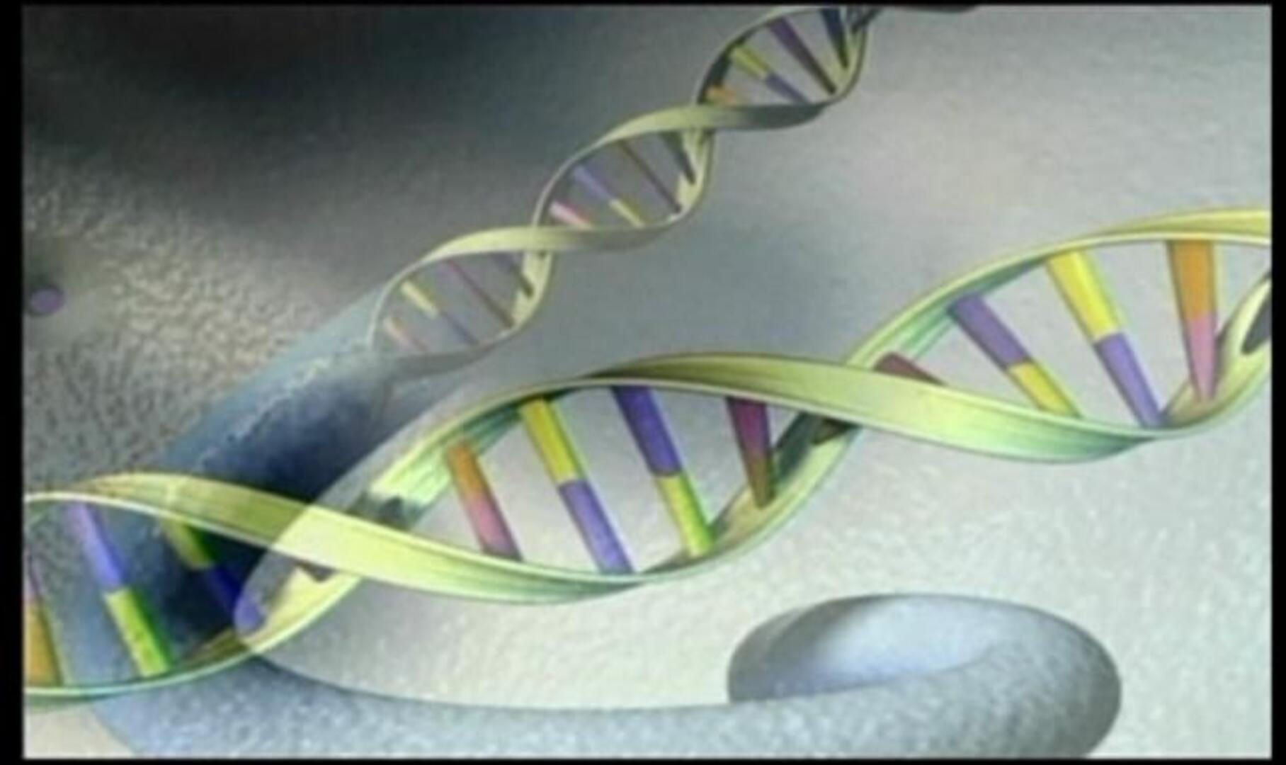 El «ADN basura» es esencial para el genoma humano