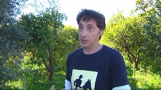 4.000 kilos de naranjas robados en una finca