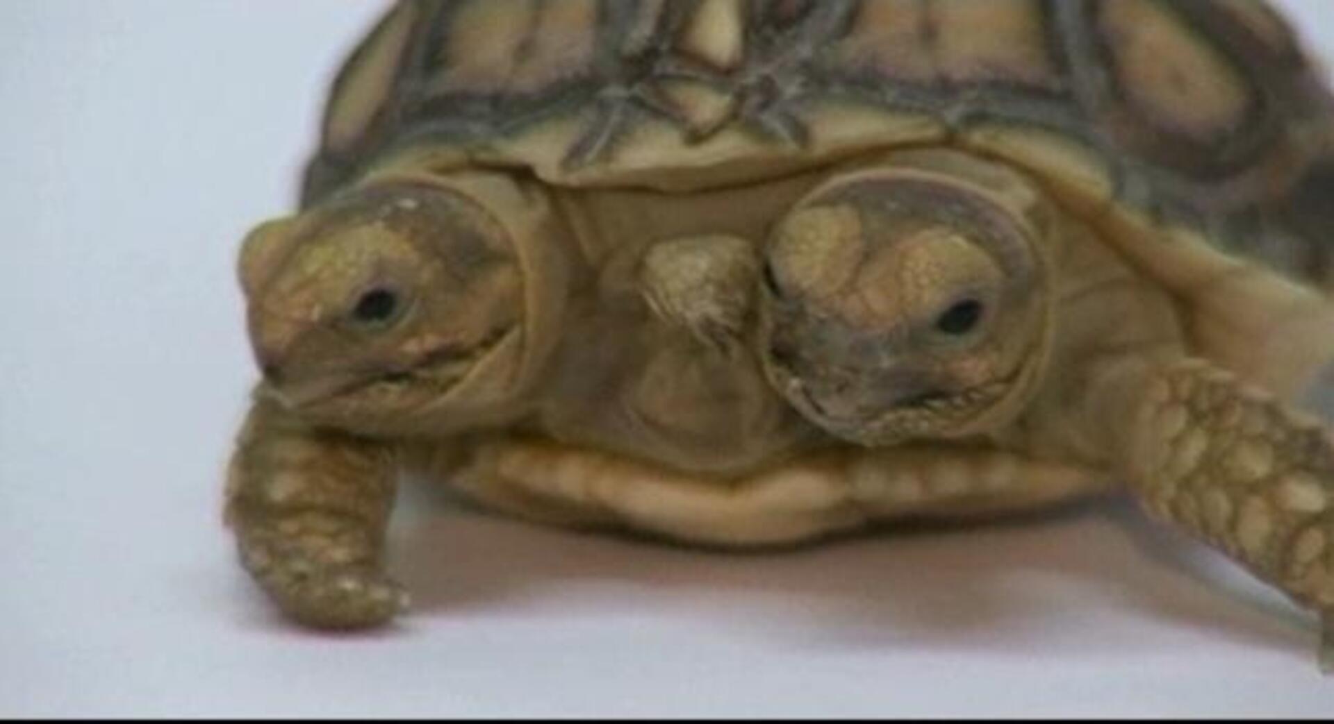 Una tortuga con dos cabezas y cinco patas