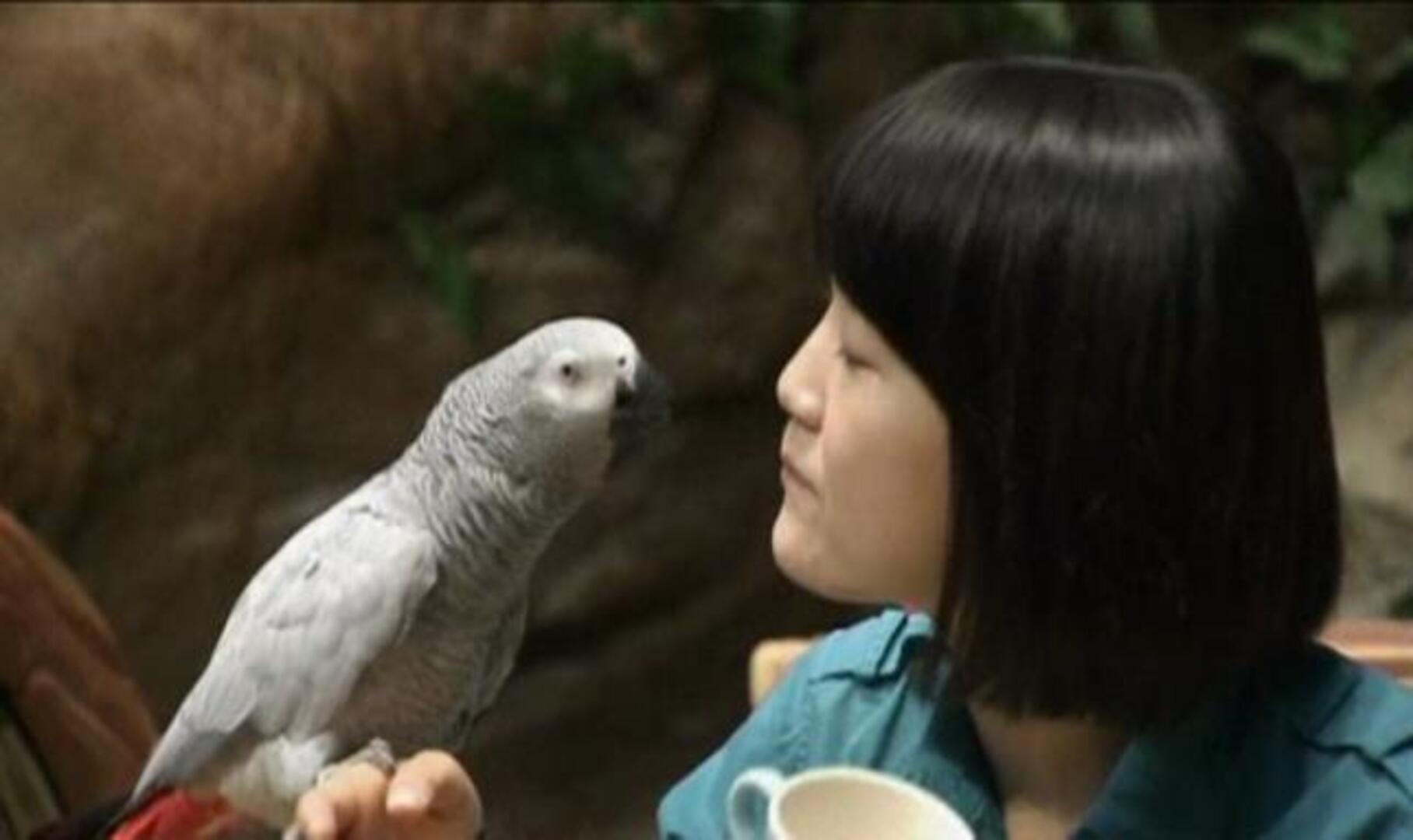 Lala, el famoso loro capaz de imitar más de 50 sonidos