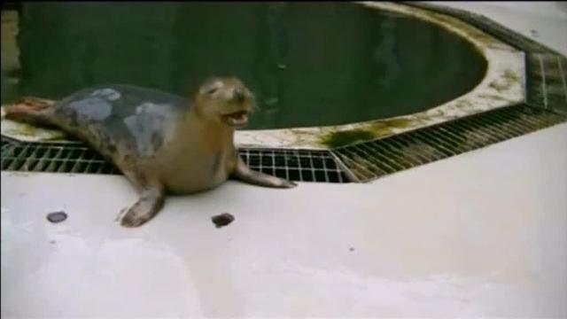 El increíble canto de tres focas de la sintonía de &#039;Star Wars&#039;