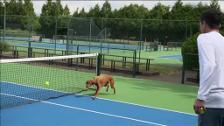 Los perros recogepelotas llegan al tenis