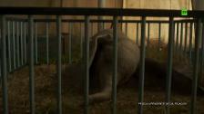 La trágica historia que esconde «Dumbo»