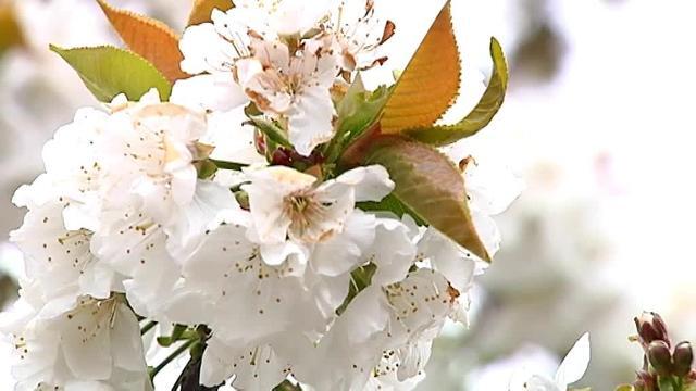 Imagen de la Primavera y Cerezo en Flor en el Valle del Jerte