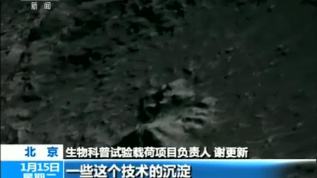 Primera semilla que germina en la cara oculta de la luna