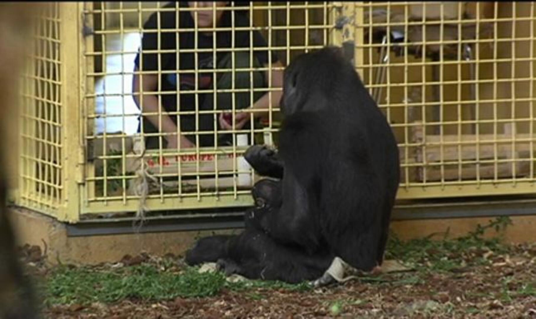 Muere un bebé gorila nacido en Cabárceno aplastado por su madre