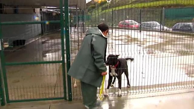 Se busca a un individuo que arrojó por encima de una verja a su perra embarazada