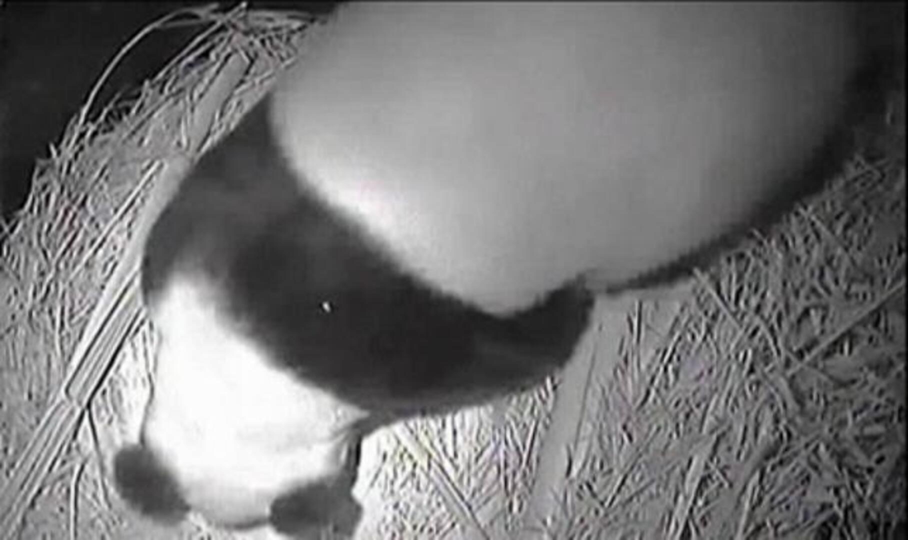 Soprendente nacimiento de un oso panda en el zoo de San Diego