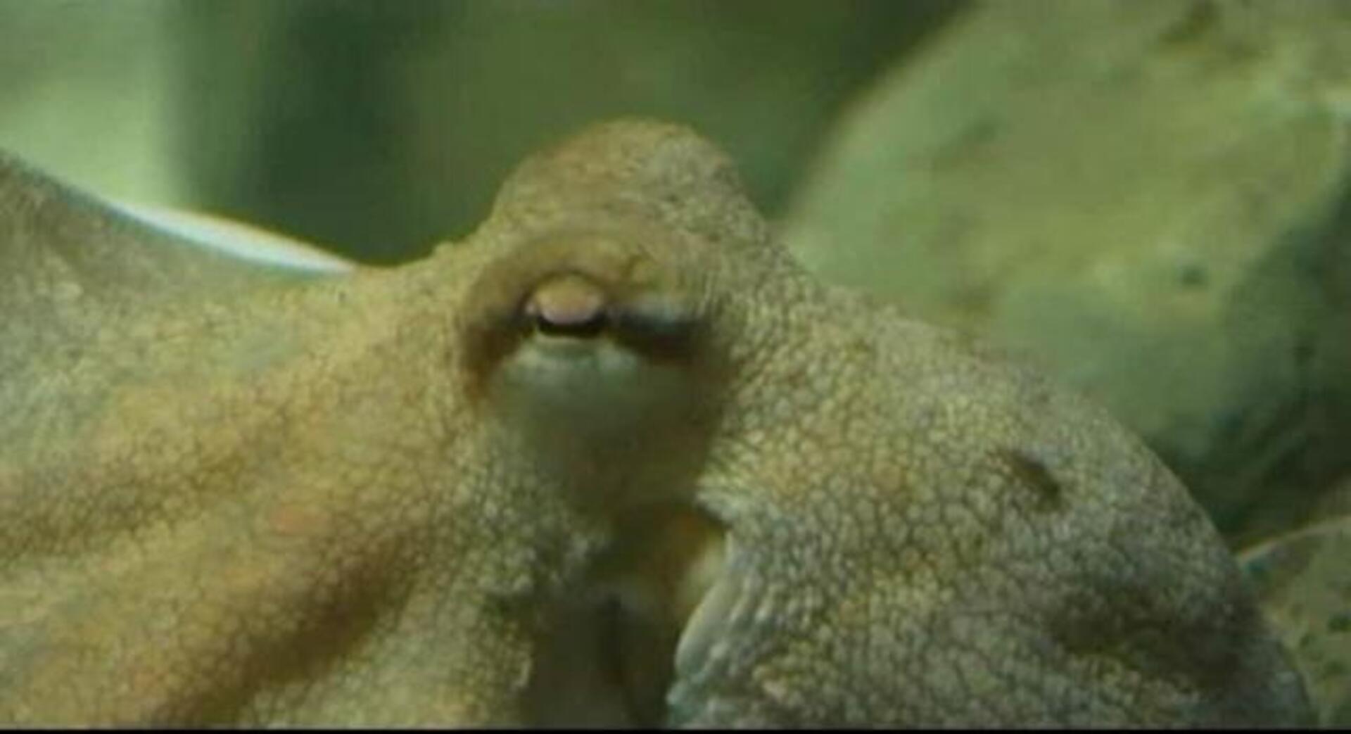 El Zoo Aquarium de Madrid inicia las gestiones para acoger al pulpo Paul