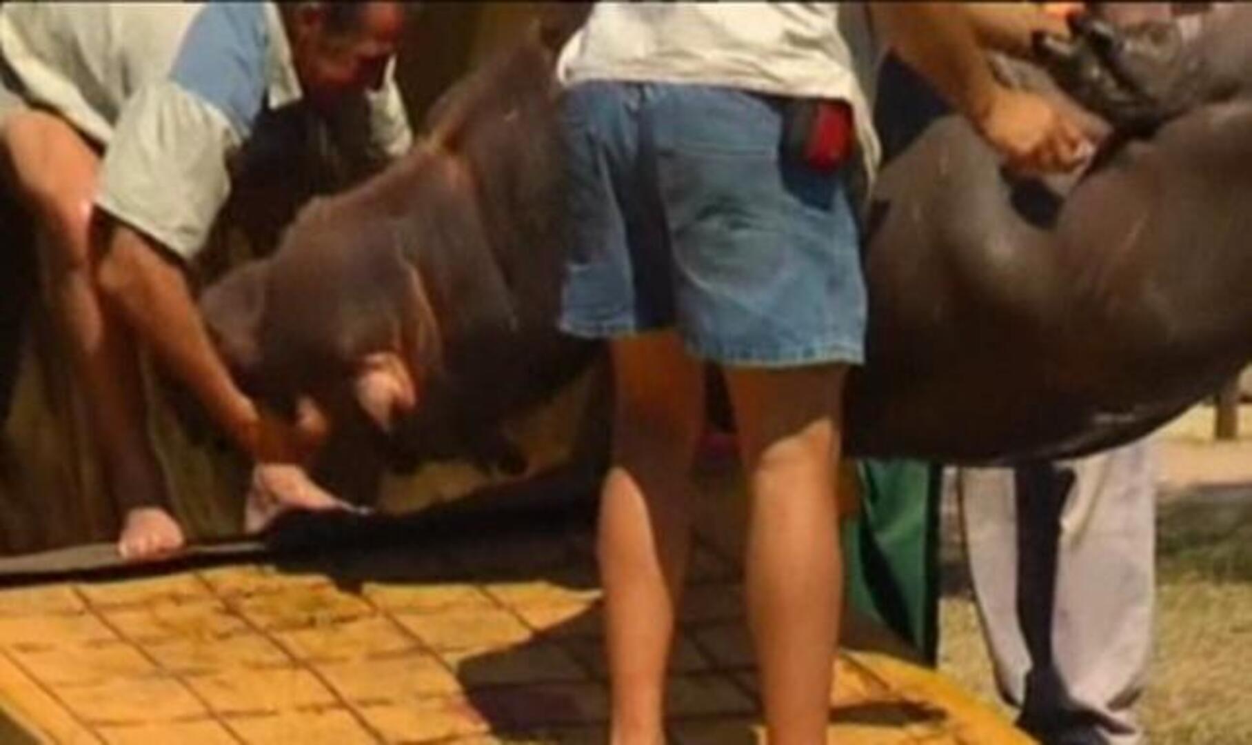 Un hipopótamo muere tras estar tres días atrapado en una piscina en Sudáfrica