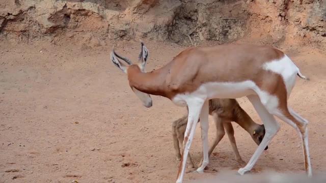 Nace una cría de gacela Mhorr en Bioparc de Valencia
