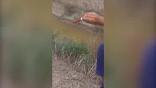 Un padre anima a su hijo de nueve años a matar aves protegidas para grabarlo con el móvil en Doñana