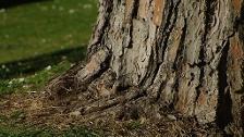 El buen mantenimiento y una poda correcta, cruciales para evitar accidentes de árboles derribados por el viento