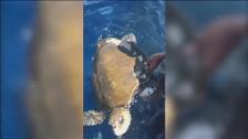 Guardia Costera de los EE. UU. rescata una tortuga enredada en las redes de unos pescadores