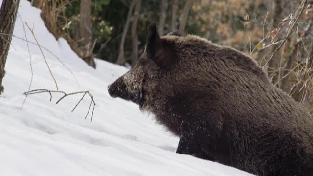 Tráiler de Cantábrico