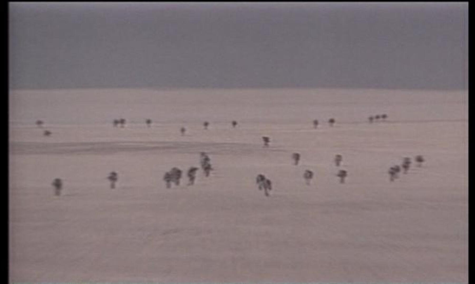 A la CIA le lleva diez años cazar a Bin Laden