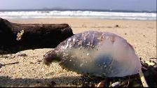 La «invasión» de carabelas portuguesas se extiende por nuevas playas de la provincia de Alicante