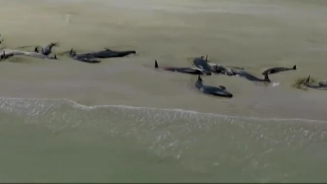 150 ballenas aparecen muertas en una playa de Nueva Zelanda