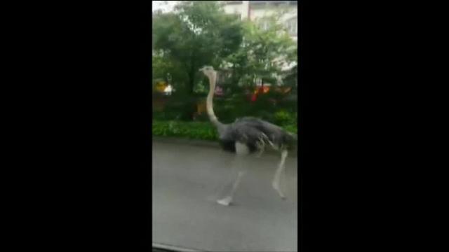Un avestruz se escapa y causa el asombro en China