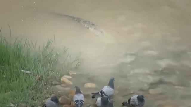 Así es el monstruoso siluro del Ebro