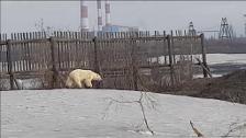 Una osa polar se pasea por una ciudad rusa buscando comida