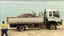 Un grupo de ballenas quedan varadas en una playa australiana