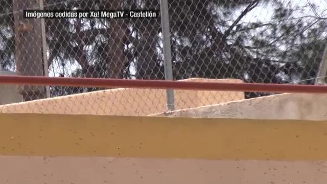 Miles de abejas atacan a un grupo de niños durante una exhibición de la Guardia Real