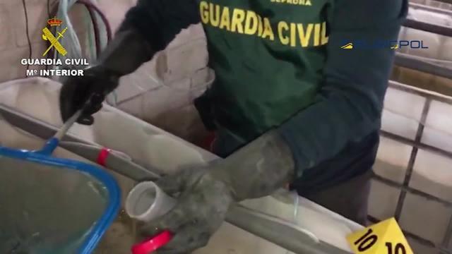 Desarticulada mafia de contrabando de angulas a China